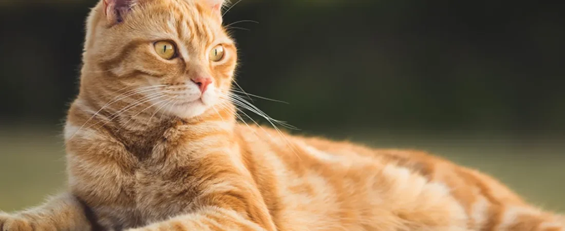 Aprenda tudo o que precisa sobre verme de gato!